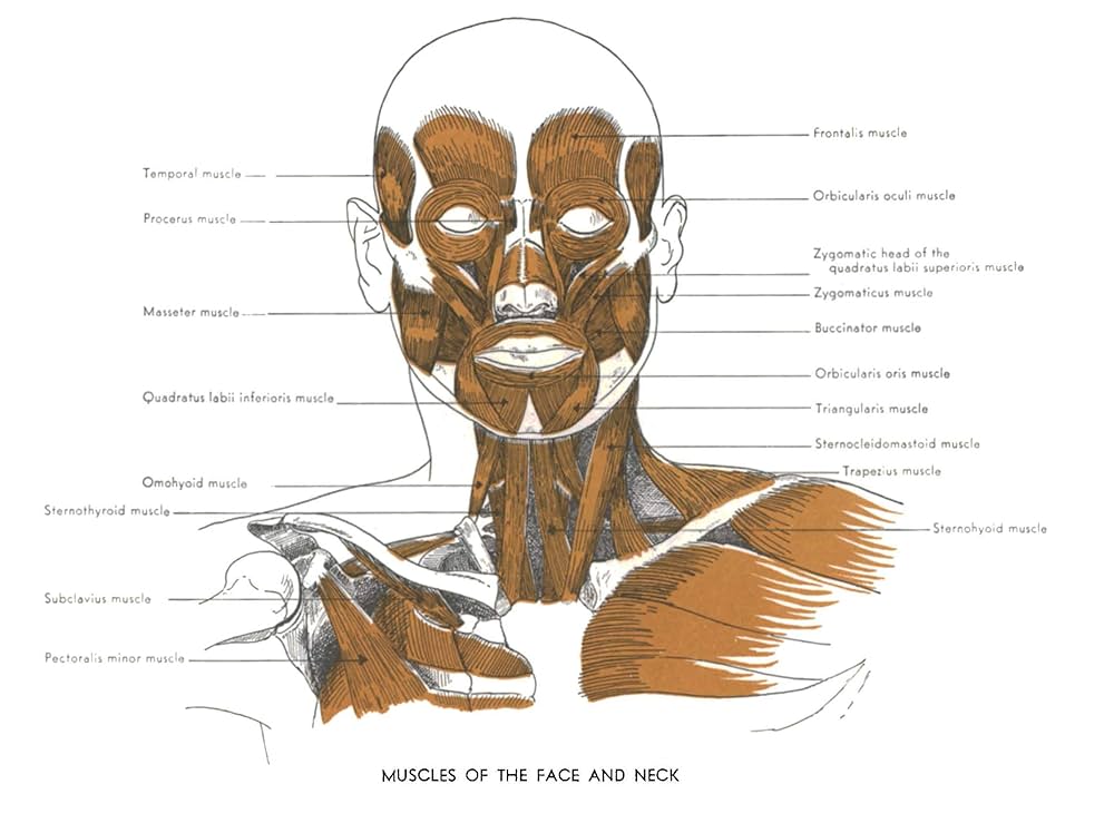 ANATOMY FOR THE ARTIST　解剖デッサン集 美術解剖学 An Atlas of Anatomy for Artists - メルカリ